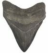 Black, Megalodon Tooth - South Carolina #45490-1